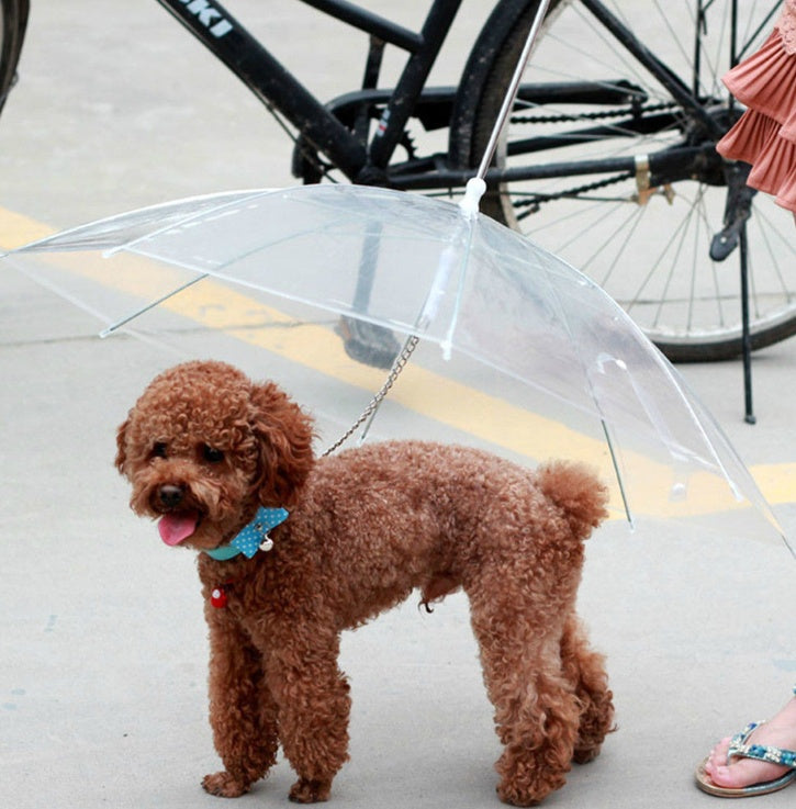 Chien se promenant sous le parapluie transparent