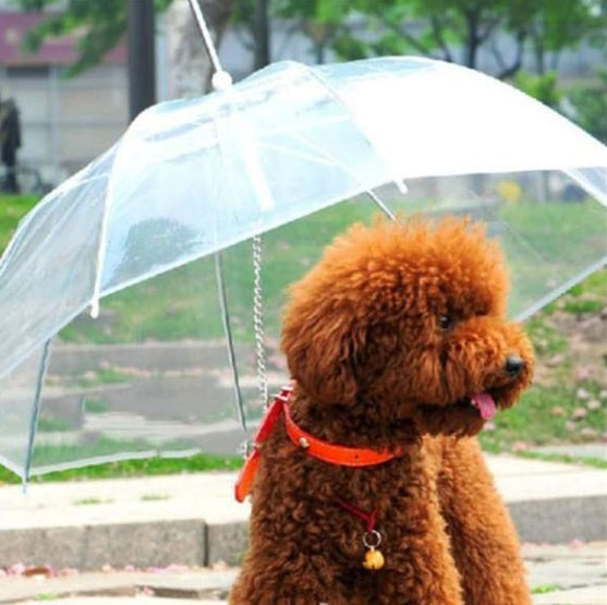 Chien se promenant sous le parapluie transparent