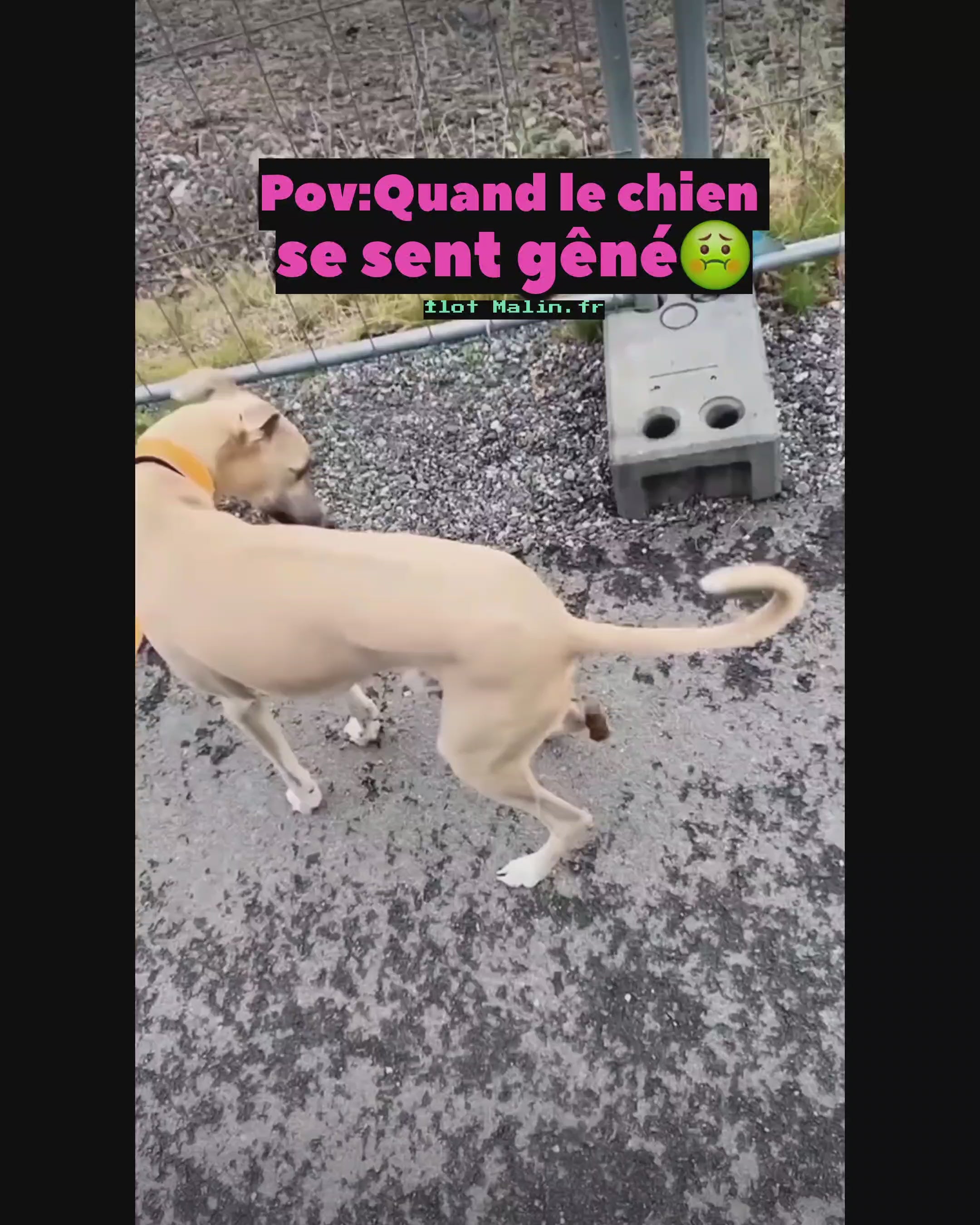 Utilisation du ramasse-crottes en promenade